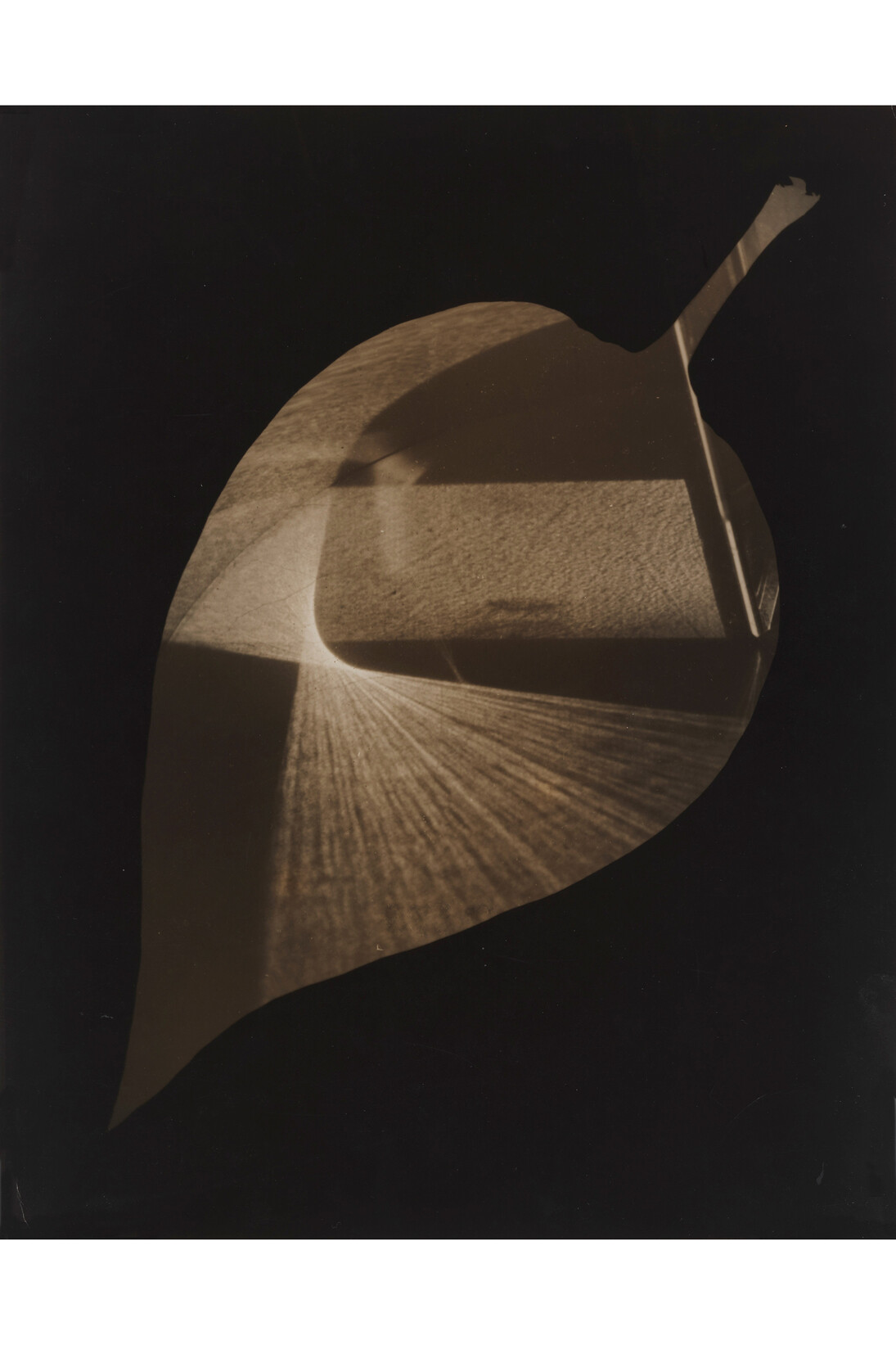 György Kepes, 1906-2001, Leaf and Prism 1938, Photograph, gelatin silver print on paper, 348 x 277 mm © estate of György Kepes
