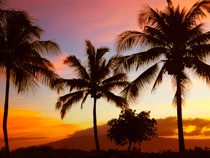 Magic of Hawaii's sunset as palm trees create captivating silhouettes against the golden sky in Hawaii in Maui, a unique spot for an unforgettable evening by the beach
