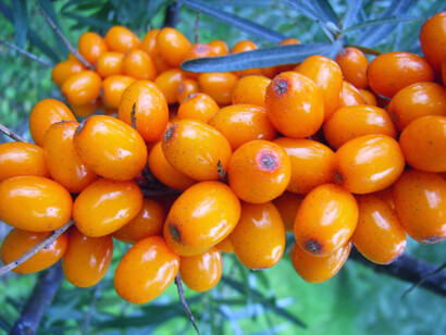 Seabuckthorn berry