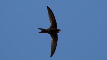 Swifts have aerodynamic shapes for a life on the wing © Gehan de Silva Wijeyeratne