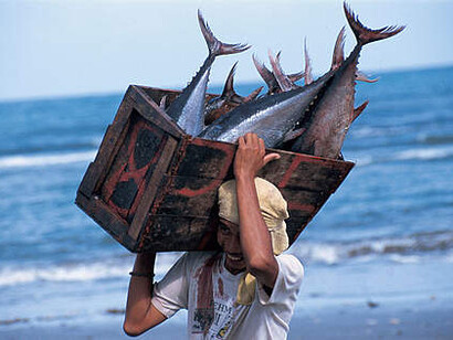 Freshwater fish production in Morocco