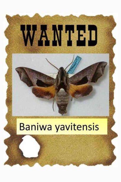 Supuesto “afiche” aparecido en las páginas del blog del Museo de Historia Natural de Londres, buscando la especie 'Baniwa yavitensis' descrita por René Lichy. Foto: Alessandro Giusti