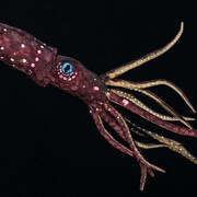 The world of Oceans. Courtesy of Haus der Natur 