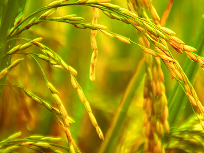 Varieties of sake rice offer distinctly different characteristics to the taste of the sake