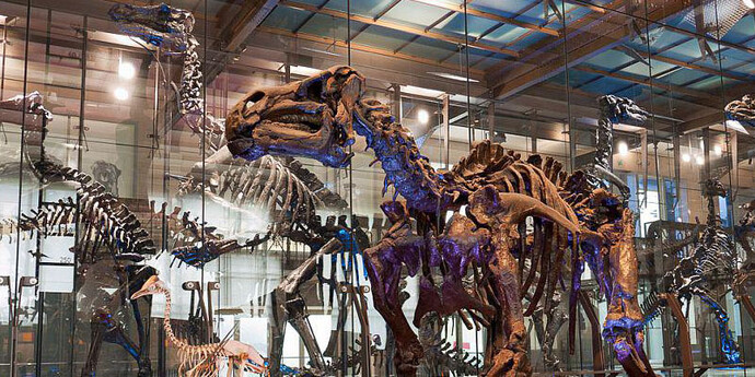 Galerie des Dinosaures. Courtesy of Royal Belgian Institute of Natural Sciences