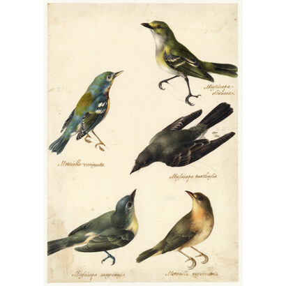 Estudios ornitológicos de cinco pájaros, José Atanasio Echeverría, Aguada de colores; sobre dibujo preliminar a grafito, 297 x 203 mm, h. 1800, Hamburg, Hamburger Kunsthalle, Kupferstichkabinett © Hamburger Kunsthalle / bpk, Foto: Christoph Irrgang