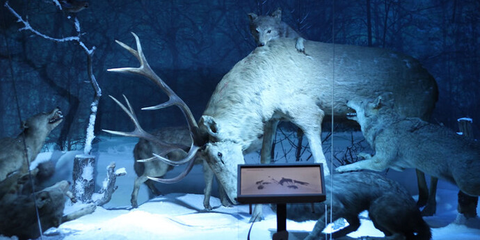 Stag attacked by wolves. Courtesy of Grigore Antipa National Museum of Natural History
