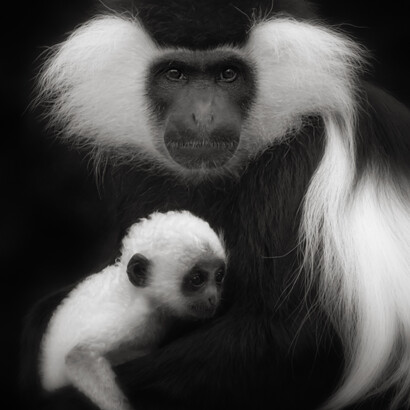 Il colobo orsino è un primate catarrino della famiglia dei cercopitecidi