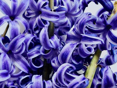 In Giappone, il glicine (chiamato fuji) è simbolo di longevità e immortalità, spesso visto in antichi giardini per il suo aspetto mistico e quasi fiabesco