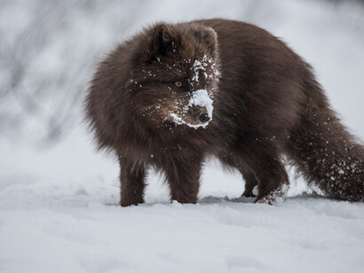 Polar fox in snow