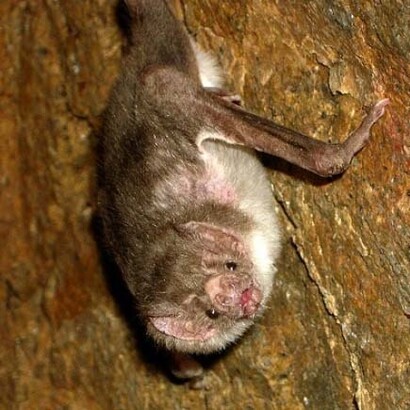 Bloodsuckers. Courtesy of ROM