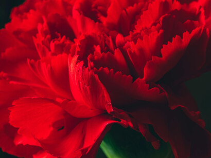 Flowers are beautiful but temporary. That combination mirrors sensibility: the ability to feel deeply, even knowing those feelings can be fragile or fleeting