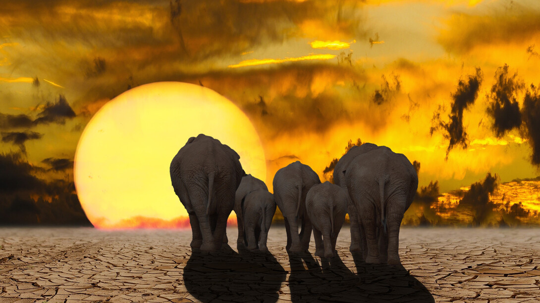 The elephants wander through desert land looking for water as the sun's fire shines big