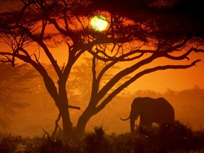 Un elefante en Kenia al atardecer