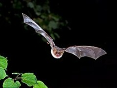 I pipistrelli hanno un udito così sensibile da poter sentire anche i pensieri degli altri