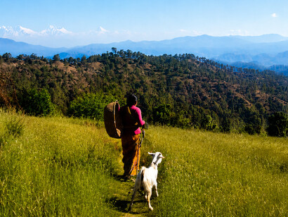 An Indian woman walking with a goat against the backdrop of the mighty Himalayas in the village of Lamgara, Uttarakhand, India