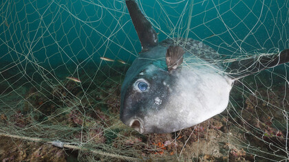 640.000 Tonnes of Fishing Gear Dumped in Oceans Every Year
