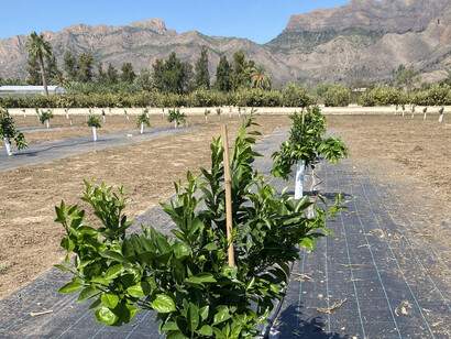 Detalles de la plantación de naranjos del Proyecto SIRIS, sin mesetas de cultivo y con malla antihierba