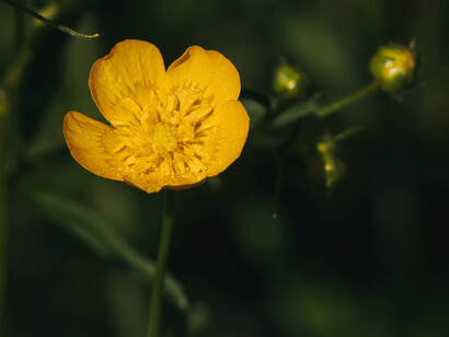 A yellow wild flower
