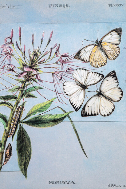 Mariposa de la col, «Ascia monuste»