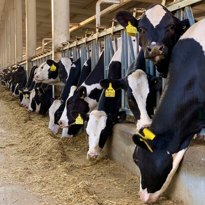 L’allevamento intensivo è considerato una delle principali fonti di emissioni di metano, soprattutto a causa della digestione dei ruminanti come bovini e ovini, che rilasciano questo gas durante il processo digestivo