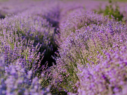Rows of vibrant lavender stretching into the distance