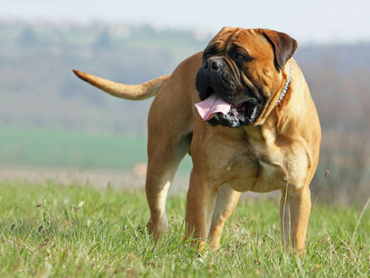 La simpatia del Bullmastiff