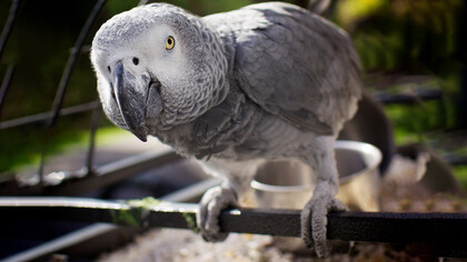 Without a shadow of a doubt, it can be said that all animals possess the property of consciousness