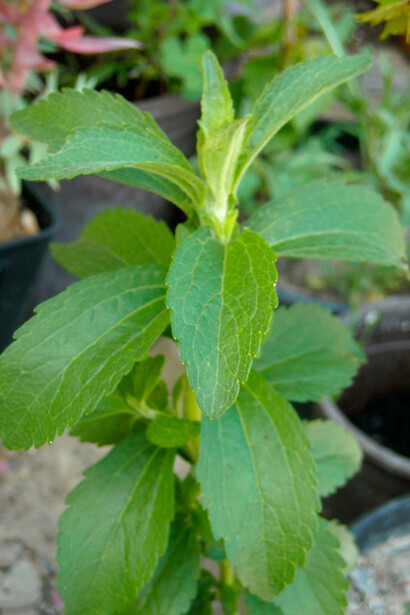 Stevia rebaudiana