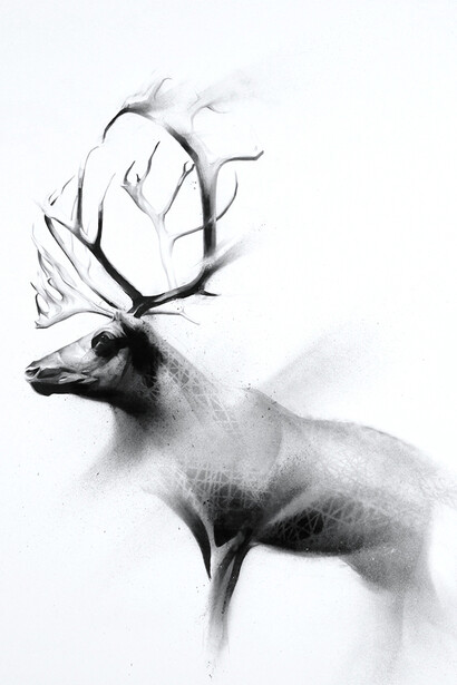 Li-Hill, Shed, (Caribou – Rangifer tarandus), Graphite and aerosol on paper, 30in x 22in (76 x 56cm)