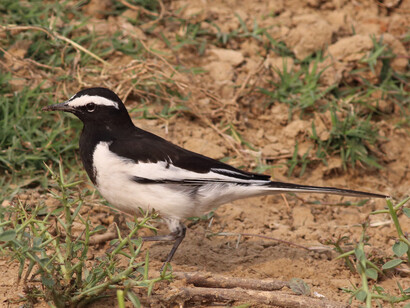 White-browed Wagtail is often seen on the banks of the River Chambal © Gehan de Silva Wijeyeratne 
