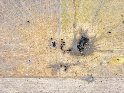 Zoe Wetherall, Animals Feeding, archival pigment print, limited edition color photograph. Courtesy of the artist and the Front Room Gallery