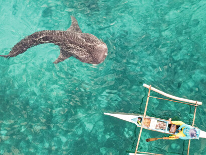The whale sharks of Cebu in the Philippines can grow up to 40 feet in length, as seen here beneath small tourist vessels during a guided marine experience
