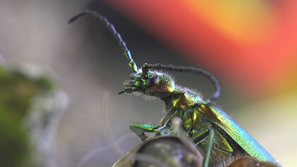 Cantaride (Lytta vesicatoria)