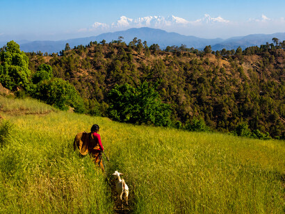A village woman and her goat overlooking the majestic Himalayan ranges in Lamgara, Kumaon region, Uttarakhand, India