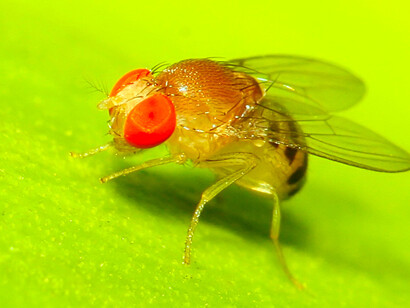 Mosca del vinagre («Drosophila melanogaster»)