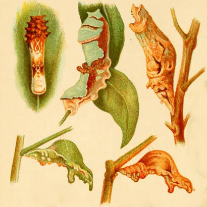 Larvas surafricanas, acuarela de Margaret Fountaine