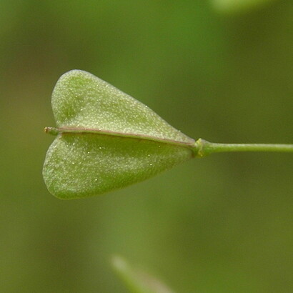 El sutil arte del haiku