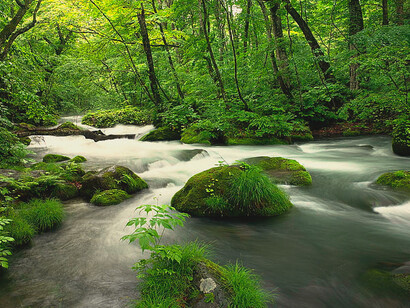 Untouched forest areas preserve pure water sources that are essential for sake production