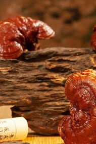 Ling zhi mushrooms alongside a Chinese scroll