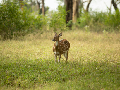 Chital deer walking on a meadow