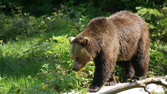 Orso bruno