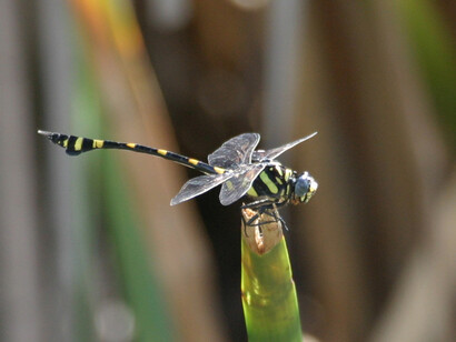 Asian Tiger is one of the larger dragonflies in the wetland © Gehan de Silva Wijeyeratne