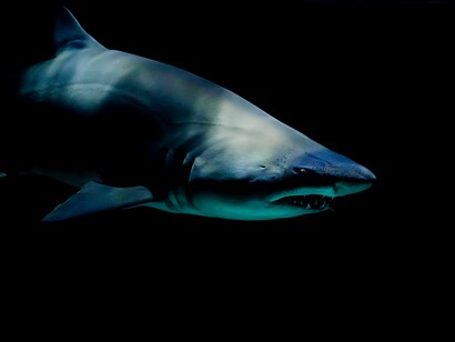 A pesar de un rictus aparentemente hostil y de la mala fama que arrastran, los tiburones son fundamentales para mantener el equilibrio ecológico de los océanos