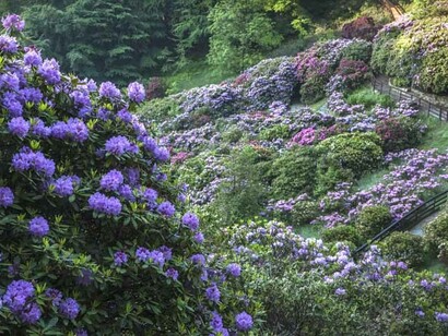 Scorcio della valletta di rododendri nell'Oasi Zegna a Trivero