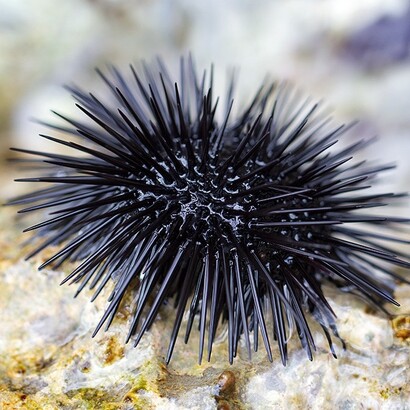 Il riccio di mare svolge un ruolo fondamentale negli ecosistemi marini, contribuendo all'equilibrio dei fondali attraverso il controllo della crescita delle alghe
