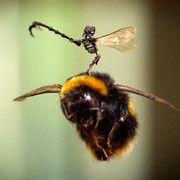 Tessa Farmer, Photograph © Evoke Pictures