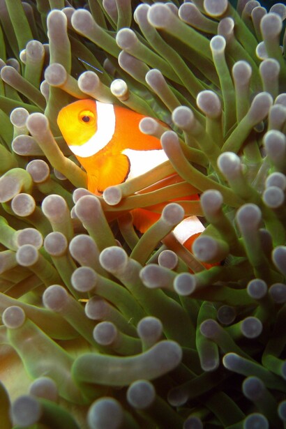 La belleza del mundo natural y el funcionamiento celular demuestran que la vida florece en constante interconexión y armonía