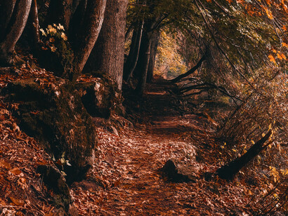 A sleepy autumn path, covered in fall