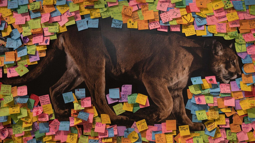 Memorial para el puma P-22 sobre una reproducción de la fotografía de Steve Winter que lo hizo famoso